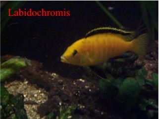 labidochromis060101.jpg