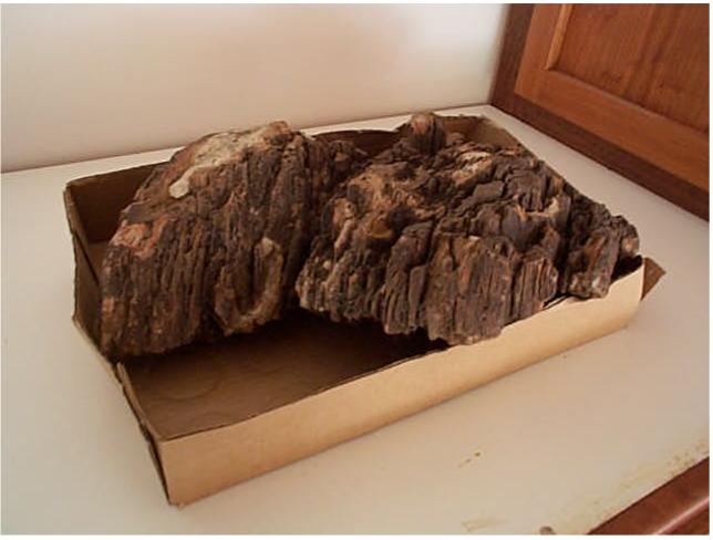 petrifiedwood2.jpg